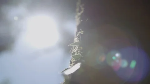 Close up of tree with sun in background Video stock 89531832