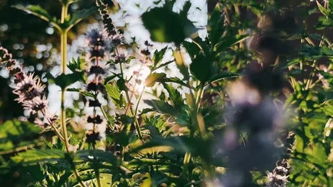 Close up of a tree, sunlight, golden hour, gardens, plants, sun, flower, Stock Footage 247214176