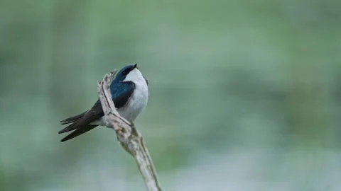 Close-Up of Tree Swallow Perched on Bare Branch Stock Footage 340340860