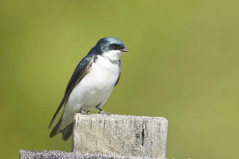 Close up of a tree swallow. Stock Photos