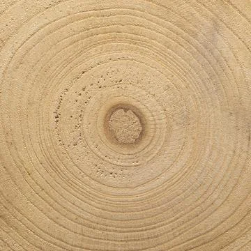 Close up tree texture 写真素材