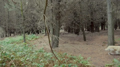 Close Up on Tree then Walk in Forest, New Zealand Stock Footage 146192946