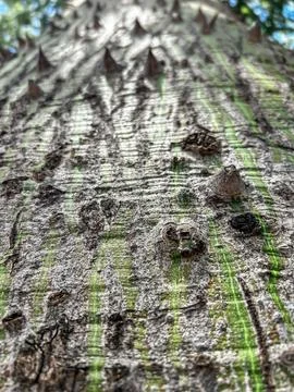 Close-up of a tree with thick thorns Stock Photos