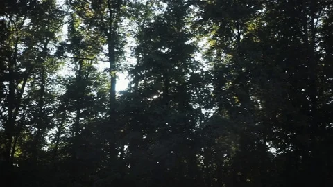 A close up of a tree through which the sun shines, the frame moves forest woods Stock Footage 94236055