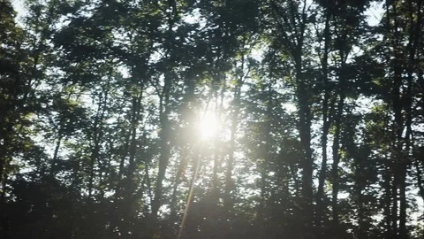 Close up of a tree through which the sun shines, the frame moves forest woods Stock Footage 94236374