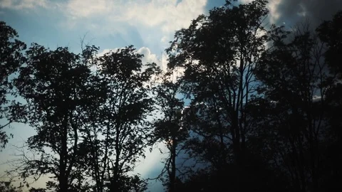 Close up of a tree through which the sun shines, the frame moves forest woods Stock Footage 94239490