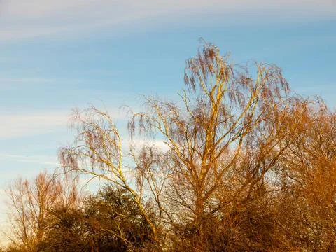Close up of tree tops bare blue cloudy sky autumn winter Stock Photos
