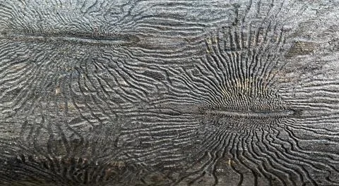 Close-up of a tree. Traces of bark beetles on the trunk of a tree Stock Photos