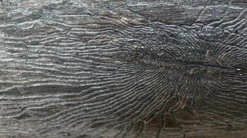 Close-up of a tree. Traces of bark beetles on the trunk of a tree Stock Photos
