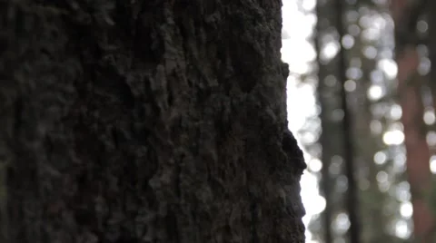 Close up tree, tracking shot, bark, shallow depth 動画素材 56325885