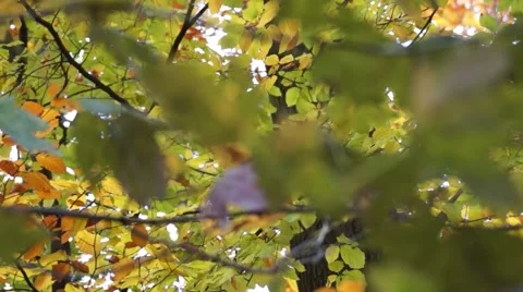 Close Up Tree Tracking Shot Stock Footage 48481156