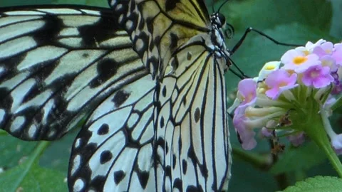 Close up of tree A tree nymph butterfly Video stock 135230777