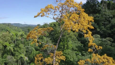 Close up of a tree in a tropical forest with beige colored flowers Stock Footage 147270558
