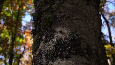 Close-up of a Tree trunk adorned with green Moss and lichen. Vídeo Stock 253805322