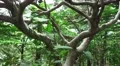 Close Up On Tree Trunk And Branches In Forest Most Likely Japanese Maple 4K 4k or 4k+ Resolution
