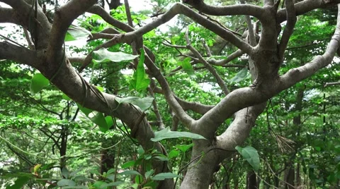Close Up On Tree Trunk And Branches In Forest Most Likely Japanese Maple 4K Stock Footage 46209153