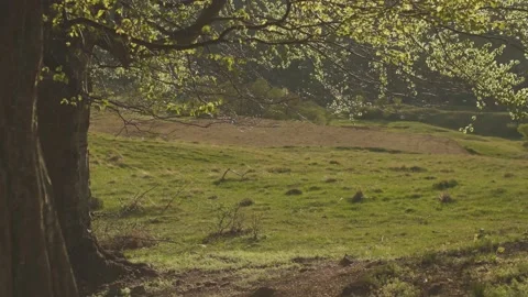 Close up of tree trunk and branches with green leaves in the warm sunset Stock Footage 186633579
