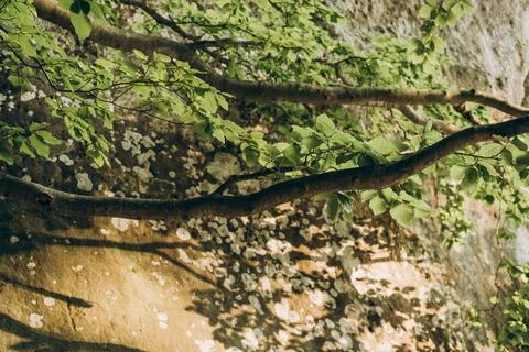 Close Up of Tree Trunk and Roots - 10 Stock Photos