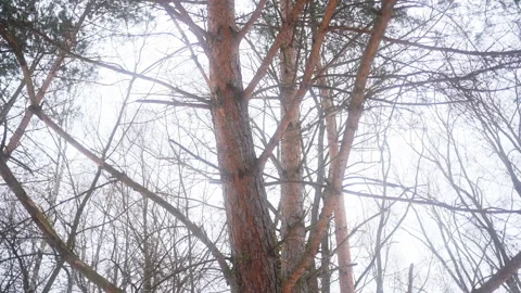 Close up of tree trunk and twigs against a white sky background Vidéo 270483544