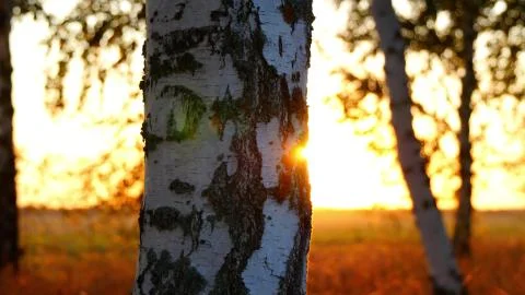 Close-up of a tree trunk in an autumn forest against a sunset background - 2 Stock Photos