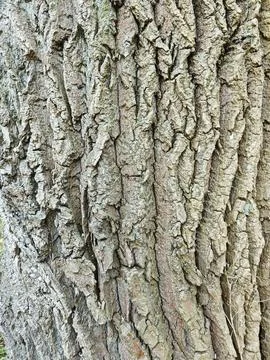 Close-up of tree trunk bark with cracked texture and natural wood pattern Stock Photos