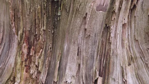 Close up of a tree trunk, bark texture detail, dolly right Stock Footage 194708314