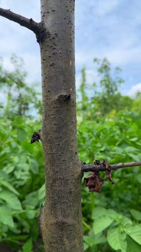 Close up tree trunk bark texture against green blurred background Stock Footage 311830782