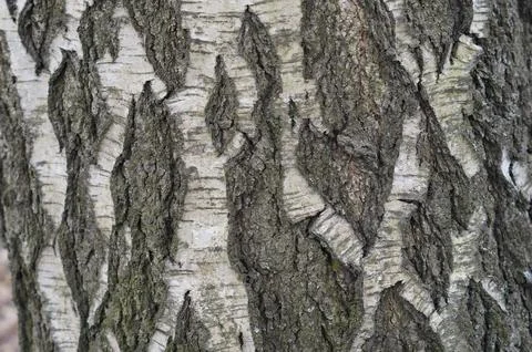 Close Up Of Tree Trunk Bark Texture Abstract Texture, birch, romb geometry Foto stock