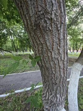 Close tree trunk bark texture Stock-Fotos