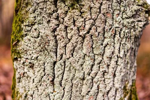 Close-up of the tree trunk with beautiful texture and moss on the side Stock Photos