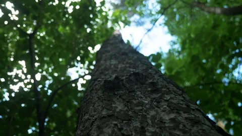 Close-up of a tree trunk, bottom to top, stretching into sky. Foliage covers sky Stock Footage 105007245
