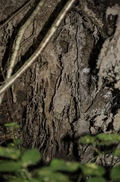 Close up of a tree trunk in a cave in the forest. Stock Photos