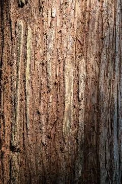 Close-up of a Tree Trunk in a Chinese Forest Stockfoto's