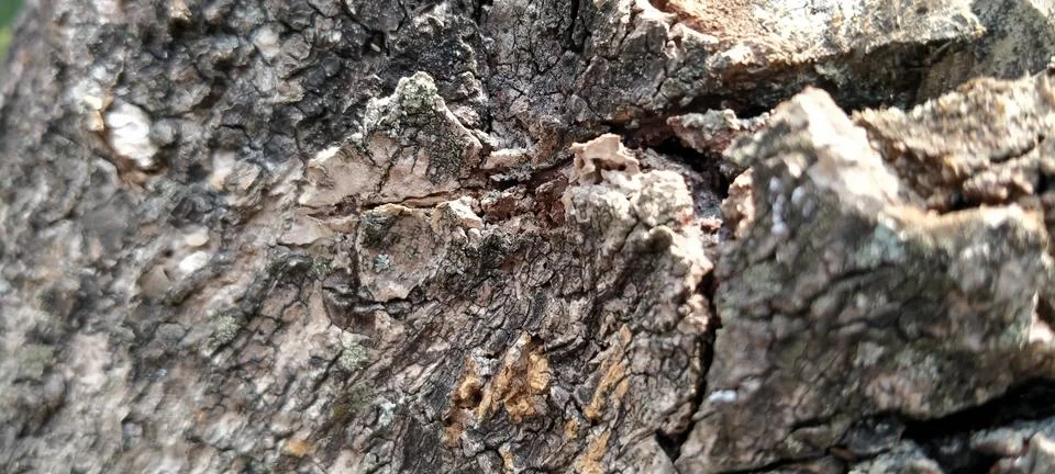 Close Up of Tree Trunk Chopped Down With Axe in Woods Stock Photos