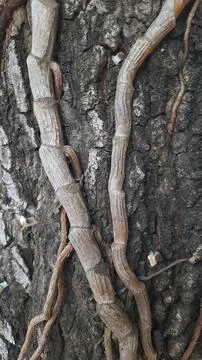 Close-up of tree trunk with climbing roots. Natural background 写真素材