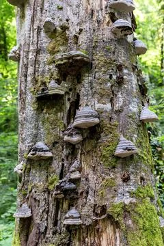 Close-up of tree trunk covered with bracket fungi polypores in lush green for Stock Photos
