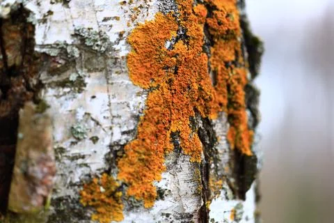 Close-up of a tree trunk covered in bright orange lichen, suitable for use in Stock Photos