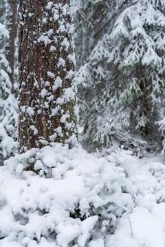Close up of a tree trunk covered with fresh snow in a quiet winter forest, so Fotos de archivo
