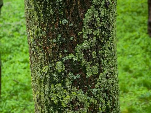 Close up of a tree trunk covered with green lichen and moss Fotos de archivo