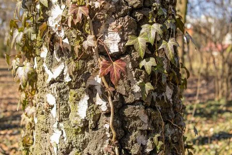 Close-up of a tree trunk covered with ivy leaves in a sunlit forest. The te.. Stock Photos
