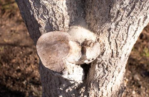 Close-up of a tree trunk covered with lime mortar from parasites and pests Stock Photos