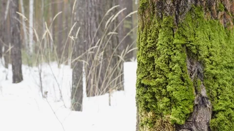 Close-up of a tree trunk covered with moss. The natural natural background. Stock Footage 304307845