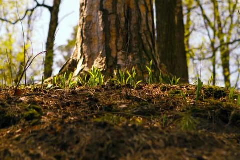 Close-up of a tree trunk covered with moss in a forest. Stock Photos