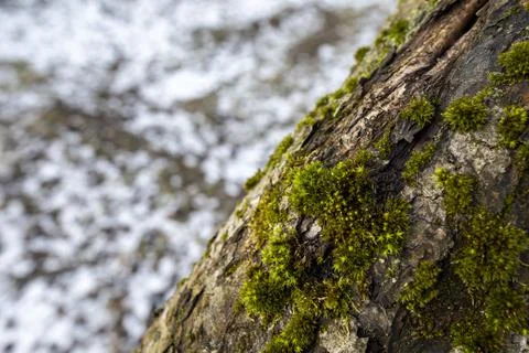 Close-up of a tree trunk covered with moss Stock Photos