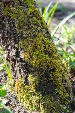 Close-up of a tree trunk covered with moss in the forest on a sunny day. Foto stock