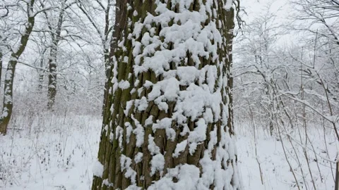A close-up of a tree trunk covered in snow, with bare branches stretching Video stock 295414923