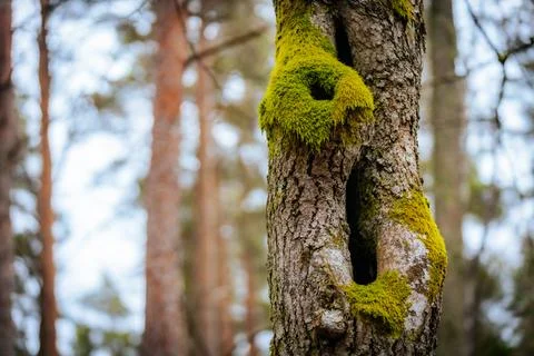 A close-up of a tree trunk covered in vibrant green moss Foto stock