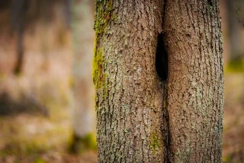 A close-up of a tree trunk covered in vibrant green moss Foto stock