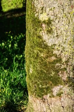 Close-up of a tree trunk covered in vibrant green moss and textured bark 库存照片
