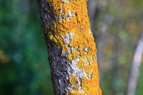 Close-up of a tree trunk covered in yellow lichen, perfect for nature and Stock Photos